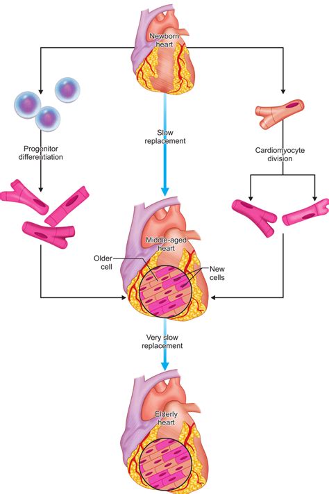 Cardiac stem cell therapy and promise of heart regeneration 6 | Download Scientific Diagram