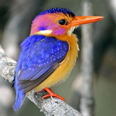 African Pygmy Kingfisher