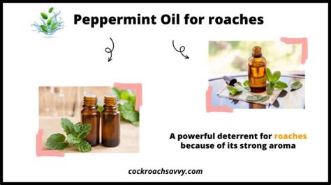 Essential Oils for Roaches: A Non-Toxic Solution for Pest Control