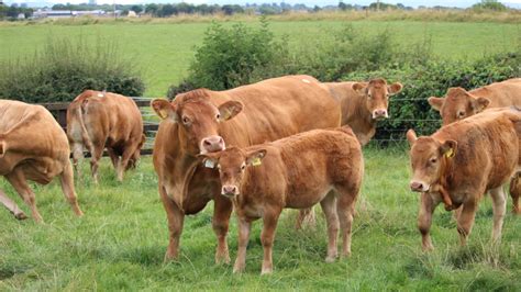 Limousin Society to host extravaganza this weekend