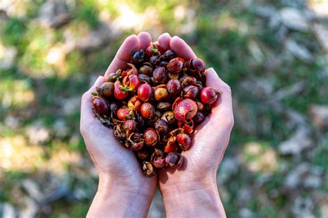 What is Cascara? Health Benefits & How to make tea — Weathered Hands