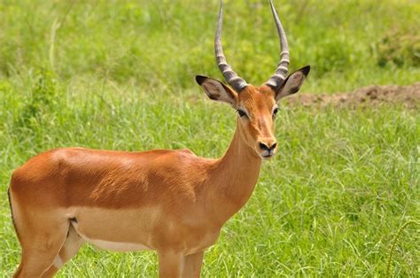 Scientific Name of Deer | Hiran ka vaigyanik name | हिरन् का वैज्ञानिक नाम - GK JANKARI | GK ...