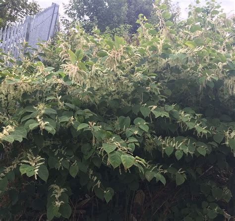 Japanese Knotweed Control in Fulham 1 - Japanese Knotweed Expert - Japanese Knotweed Removal and ...