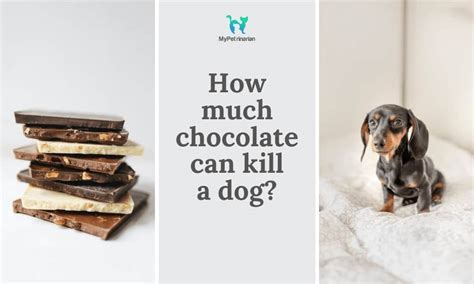 How Much Chocolate Can Kill a Dog? – MyPeterinarian