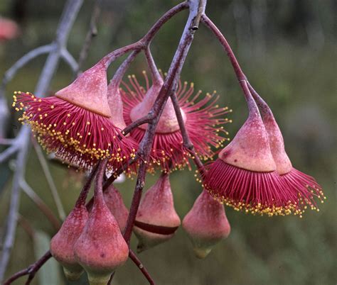Eucalyptus Flowers - Australian Native Beauty