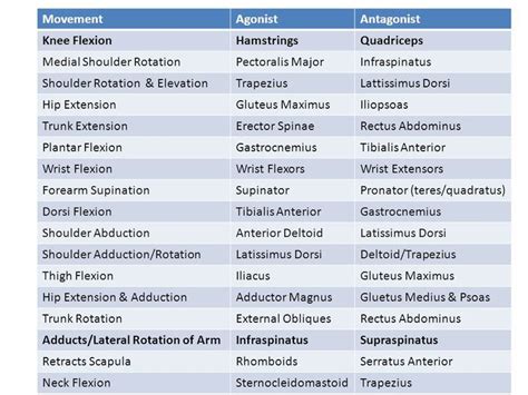 Agoist-antagonist muscle pairs | Physical therapy student, Physical ...