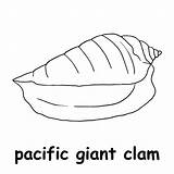 Clam Giant Shell Drawing Coloring Clipartmag Sketch Page sketch template
