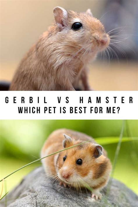 Gerbil Vs Hamster – What’s The Difference And Which Is Best For You ...