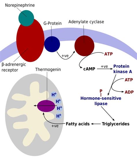 What is the Difference Between Lipoprotein Lipase and Hormone Sensitive Lipase - Pediaa.Com