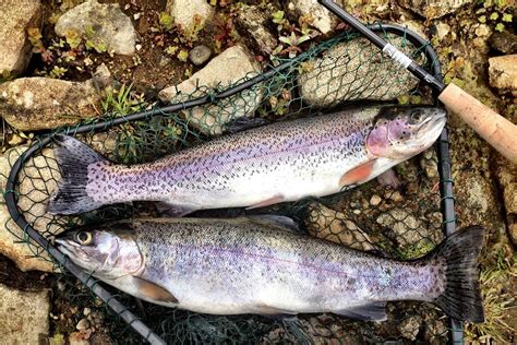 Where to Go Rainbow Trout Fishing in Texas