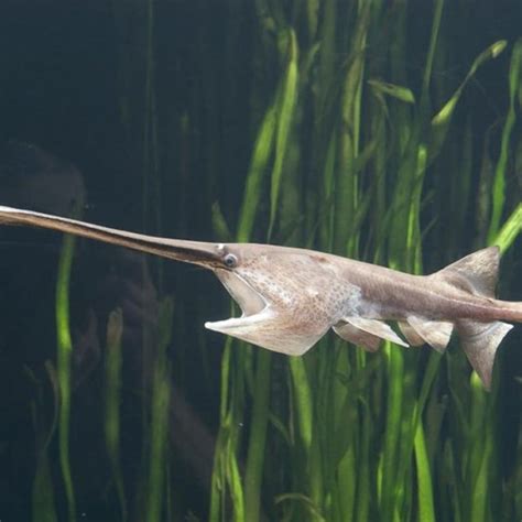 Chinese paddlefish, native to the Yangtze River, declared extinct by scientists | South China ...