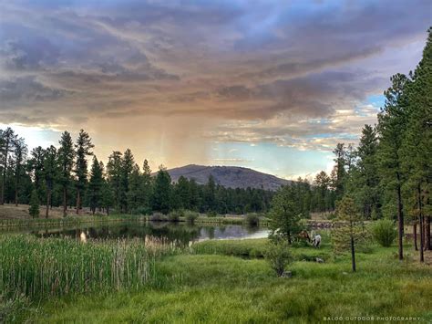 North of Greer AZ Apache-Sitgreaves National Forest : r/arizona