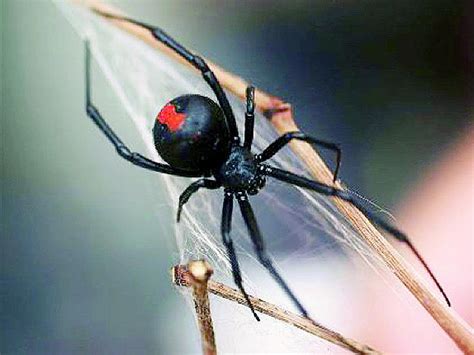 Detecta UNAM nueva especie de araña violinista - Diario La Voz del Sureste