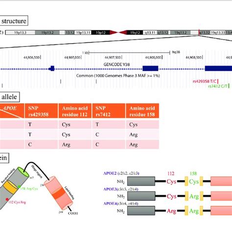 | Schematic illustration of APOE genotype and APOE isoform. (A)... | Download Scientific Diagram