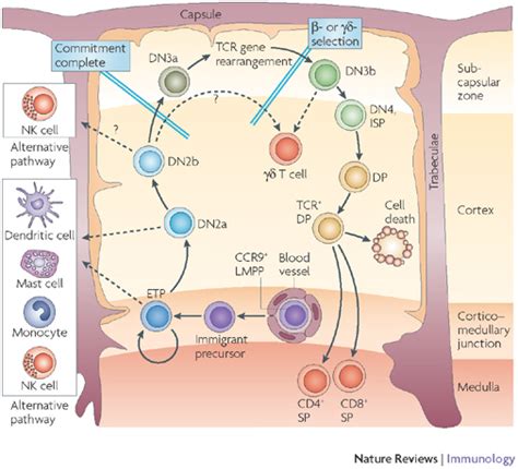 Immunology | Immune system| Immunity: Thymus-Primary Lymphoid organ|Thymocytes|T-cell