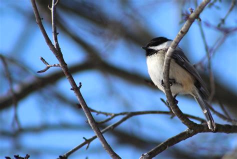 Photographing Winter Birds in Kingston, Ontario - FeltMagnet