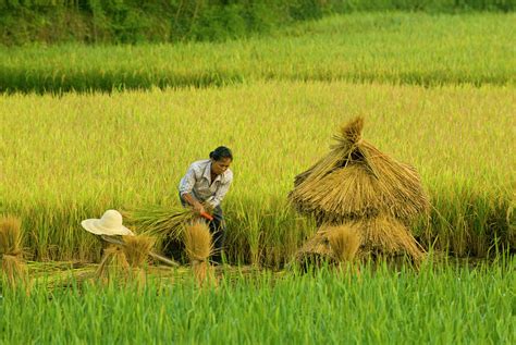 Chinese Farmer Working In Rice Harvest by Nancy Brown