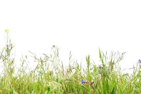 Green grass isolated on white background