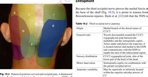 Occipital Neuralgia Pain Locations | Images and Photos finder