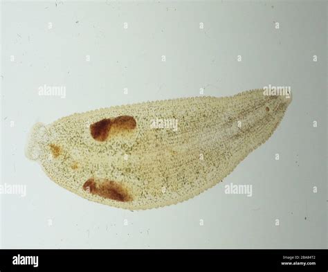 Leeches swim in the pond Stock Photo - Alamy