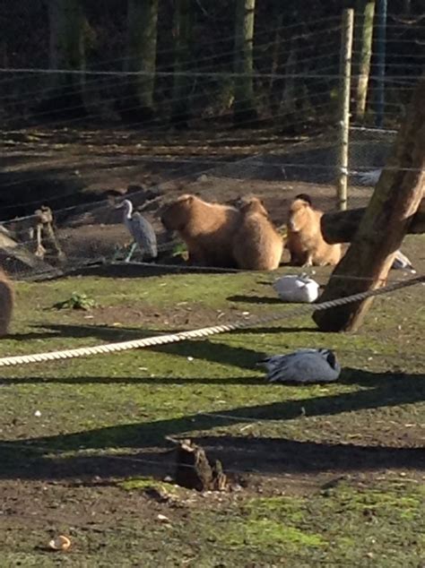 Blackpool Zoo Animals in Natural Habitat