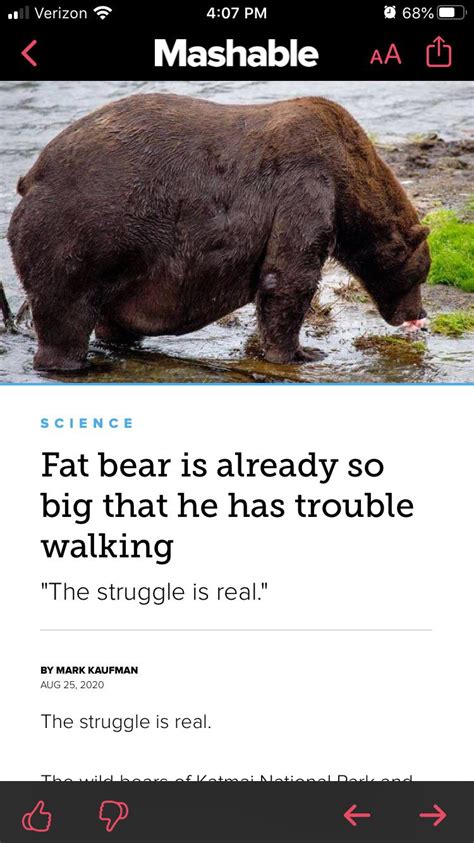 Bear 747 is an absolute unit. : r/AbsoluteUnits