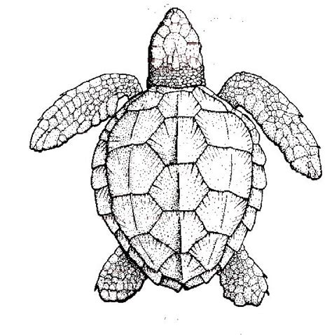 Turtle Shell Drawing at GetDrawings | Free download