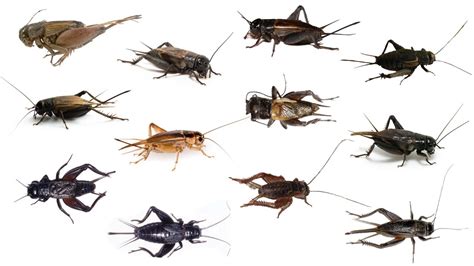 Cricket Species Part 2 | Types of Crickets Part 2 - YouTube