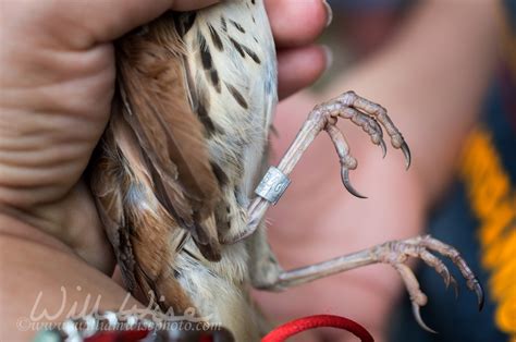 Bird Banding high school field trip - WILLIAM WISE PHOTOGRAPHY