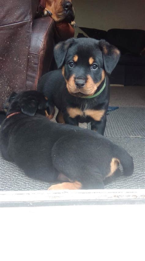 Rottweiler X mastiff puppies | in Henfield, West Sussex | Gumtree