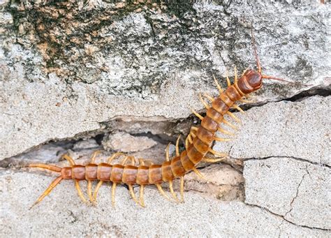 Amazonian Giant Centipede