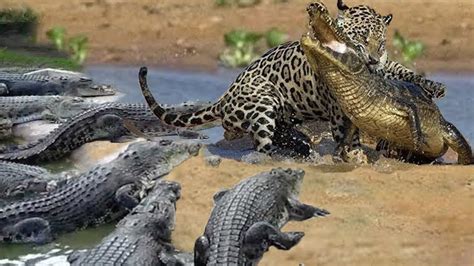 Amazing Jaguar Hunting Crocodile While Sleeping - Leopard Hunting Fail ...