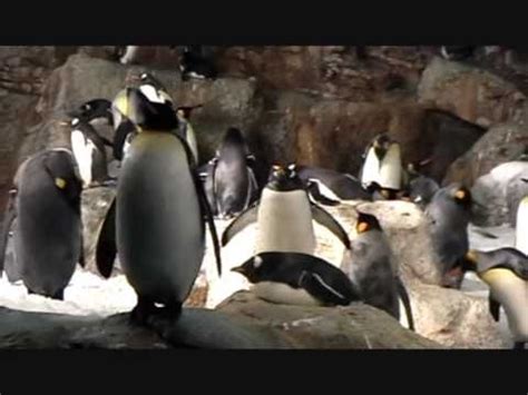 SeaWorld Orlando. Penguin Encounter - YouTube