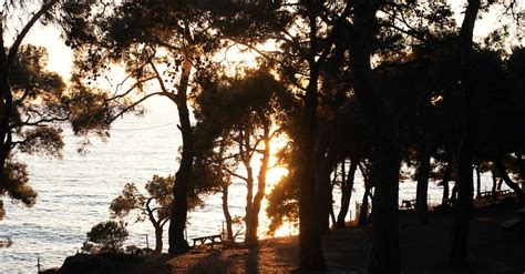 Silhouette of Trees During Sunset · Free Stock Photo