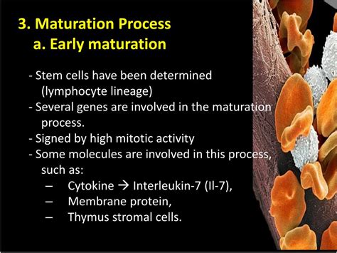 Maturation