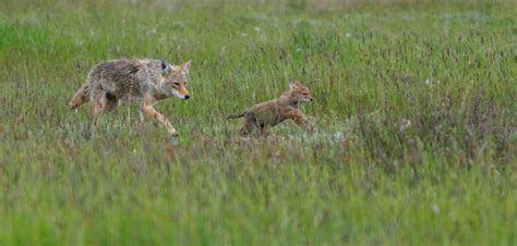 Fy Nyth...: Coyote Puppies!