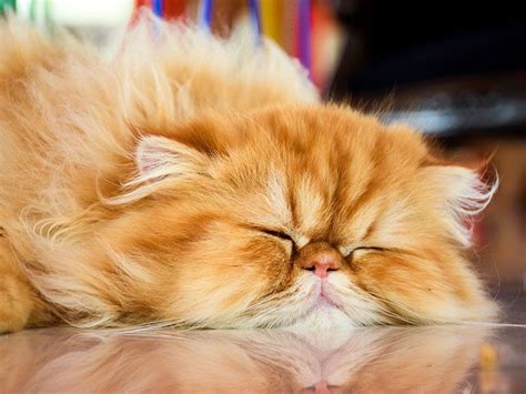 Why Do Cats Sleep So Much? | Britannica