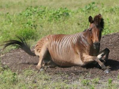 Zorse Animal Facts | Equus zebra x Equus caballus | AZ Animals