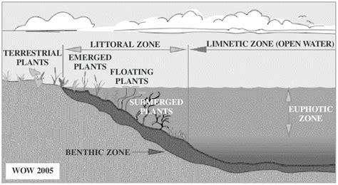 Dissolved oxygen (DO) levels in various zones of a lake. | Download Scientific Diagram