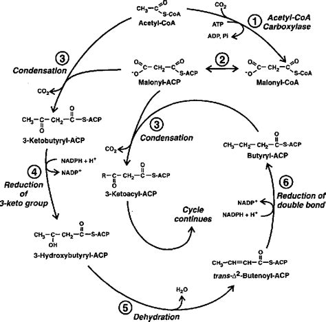 [PDF] Lipid biosynthesis. | Semantic Scholar