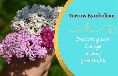 Yarrow Flower – Symbolism and Meaning - Symbol Sage