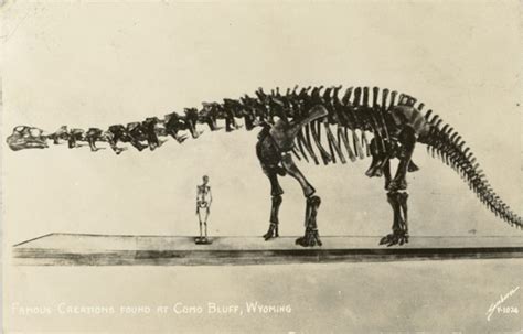 Another postcard of Brontosaurus skeleton at the American Museum of ...