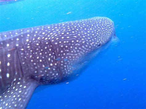 Diving With Whale Sharks in Utila Honduras - Sling Adventures