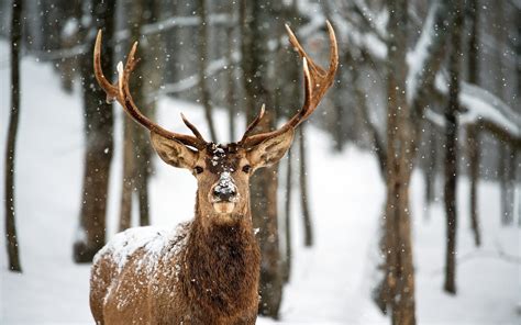 Winter land maintenance - Illinois Farm and Rec LandIllinois Farm & Rec Land