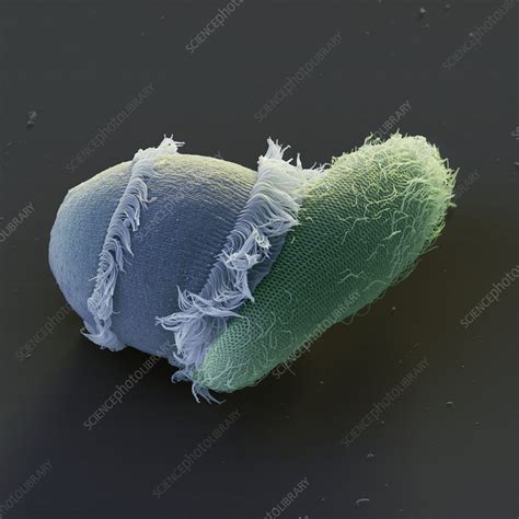 Didinium attacking Paramecium - Stock Image - Z105/0219 - Science Photo Library