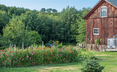 10 Ways To Start Homesteading Right Now - Life Lived Curiously