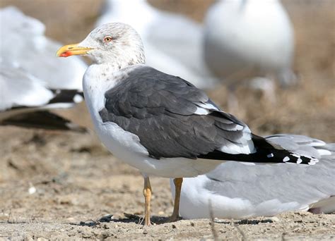 Bill Hubick Photography - Lesser Black-backed Gull (Larus fuscus)