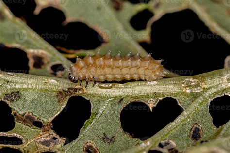 Leaf Beetle Larvae 9229821 Stock Photo at Vecteezy