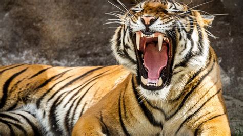 Yawning Tiger wallpaper - backiee