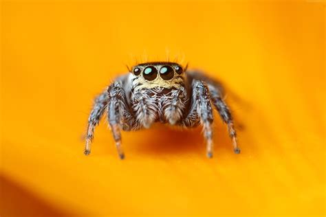 🔥 [50+] Cute Spider Wallpapers | WallpaperSafari